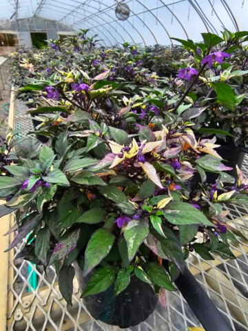 Pepper, Ornamental 'calico' - View 15 from www redcrocus com