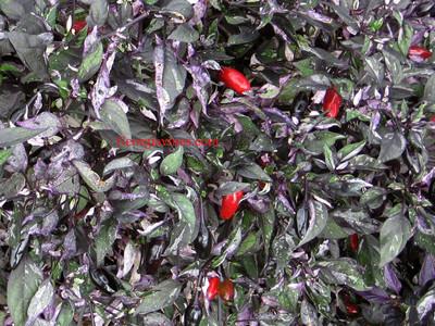 Pepper, Ornamental 'calico' - View 16 from www redcrocus com