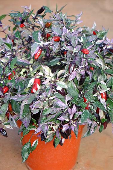 Pepper, Ornamental 'calico' - View 17 from www redcrocus com