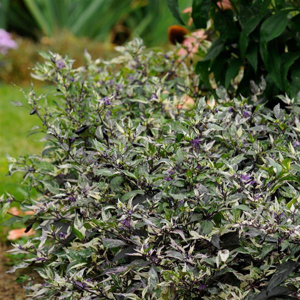 Pepper, Ornamental 'calico' - View 2 from www redcrocus com