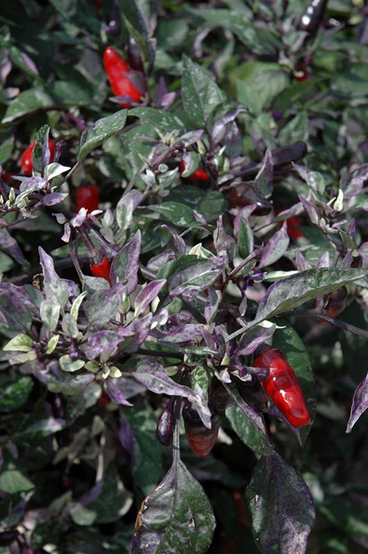 Pepper, Ornamental 'calico' - View 3 from www redcrocus com
