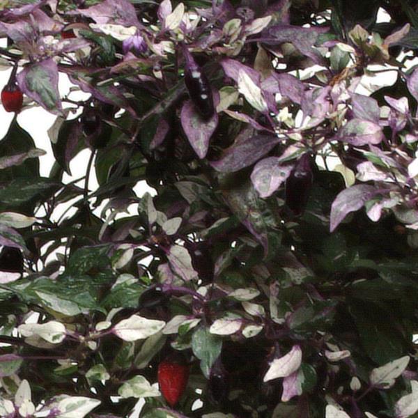 Pepper, Ornamental 'calico' - View 4 from www redcrocus com