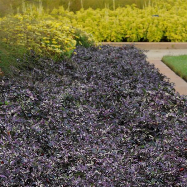 Pepper, Ornamental 'calico' - View 5 from www redcrocus com