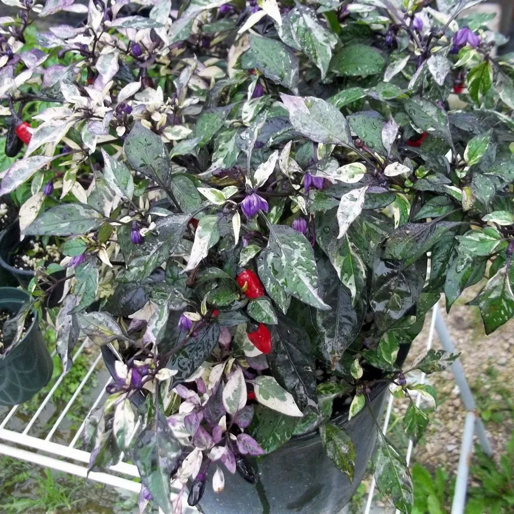 Pepper, Ornamental 'calico' - View 6 from www redcrocus com