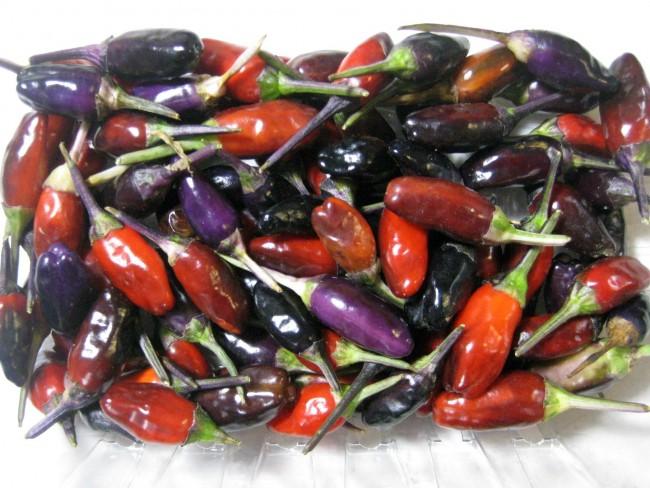 Pepper, Ornamental 'calico' - View 7 from www redcrocus com