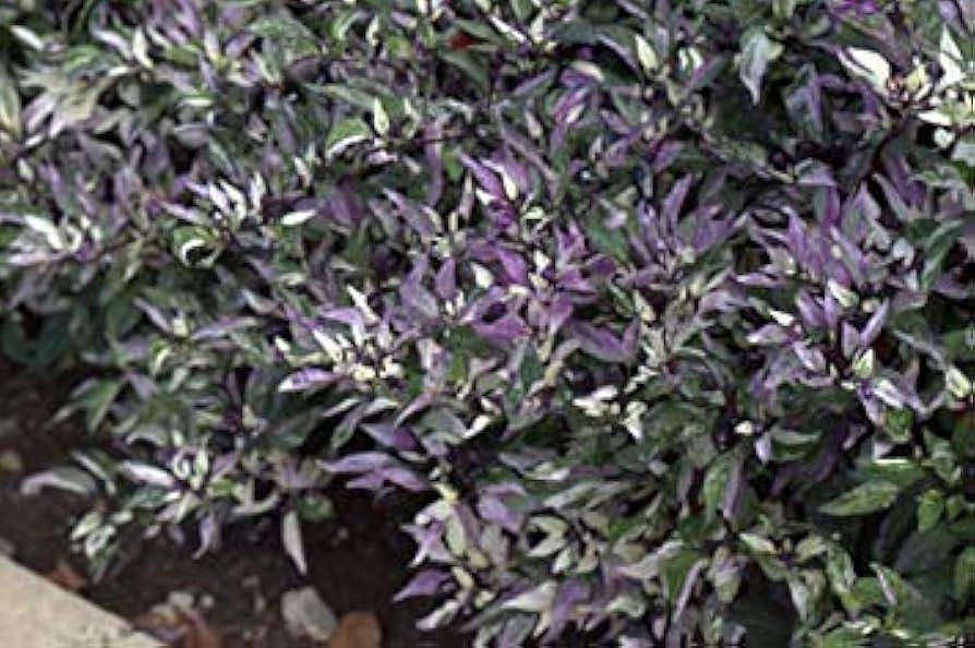 Pepper, Ornamental 'calico' - View 8 from www redcrocus com