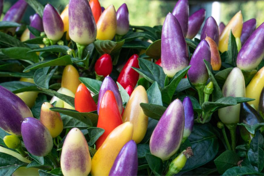 Pepper, Ornamental 'salsa Purple' - View 10 from www redcrocus com