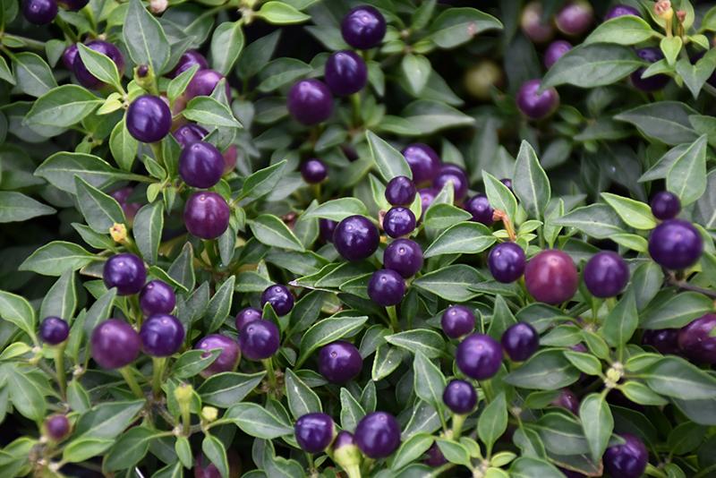 Pepper, Ornamental 'salsa Purple' - View 13 from www redcrocus com