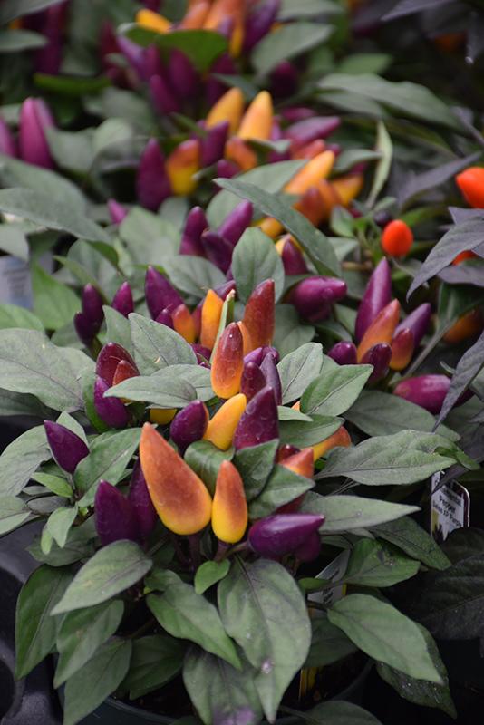 Pepper, Ornamental 'salsa Purple' - View 2 from www redcrocus com