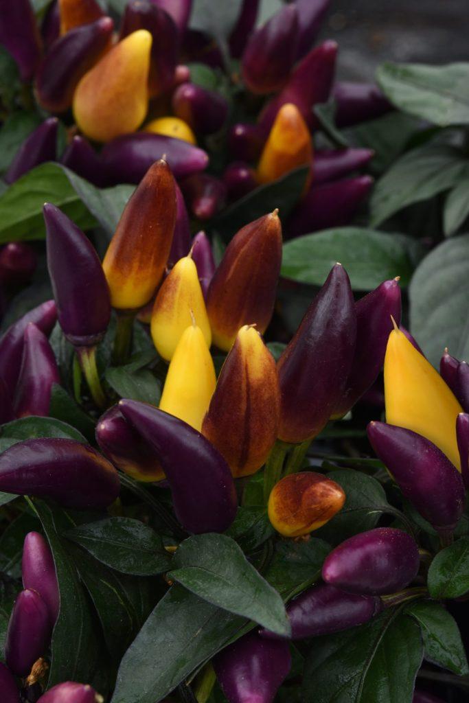 Pepper, Ornamental 'salsa Purple' - View 3 from www redcrocus com