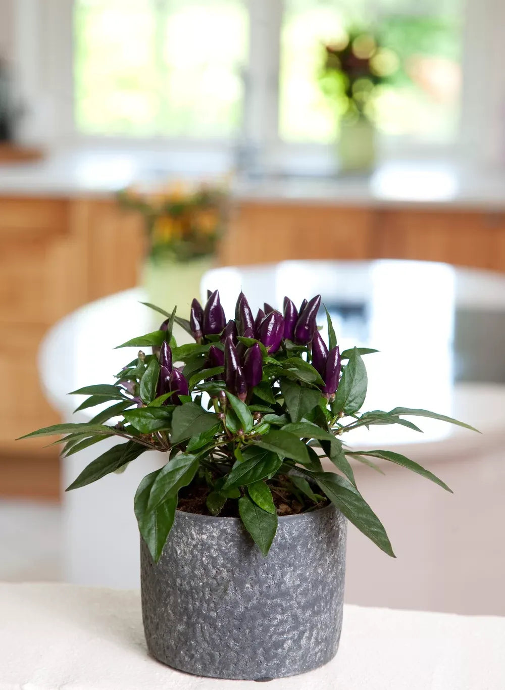 Pepper, Ornamental 'salsa Purple' - View 4 from www redcrocus com
