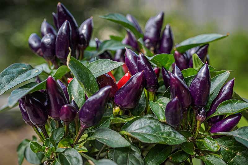Pepper, Ornamental 'salsa Purple' - View 5 from www redcrocus com