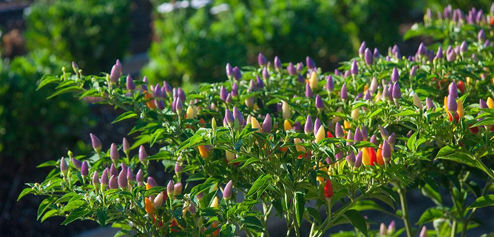 Pepper, Ornamental 'salsa Purple' - View 8 from www redcrocus com