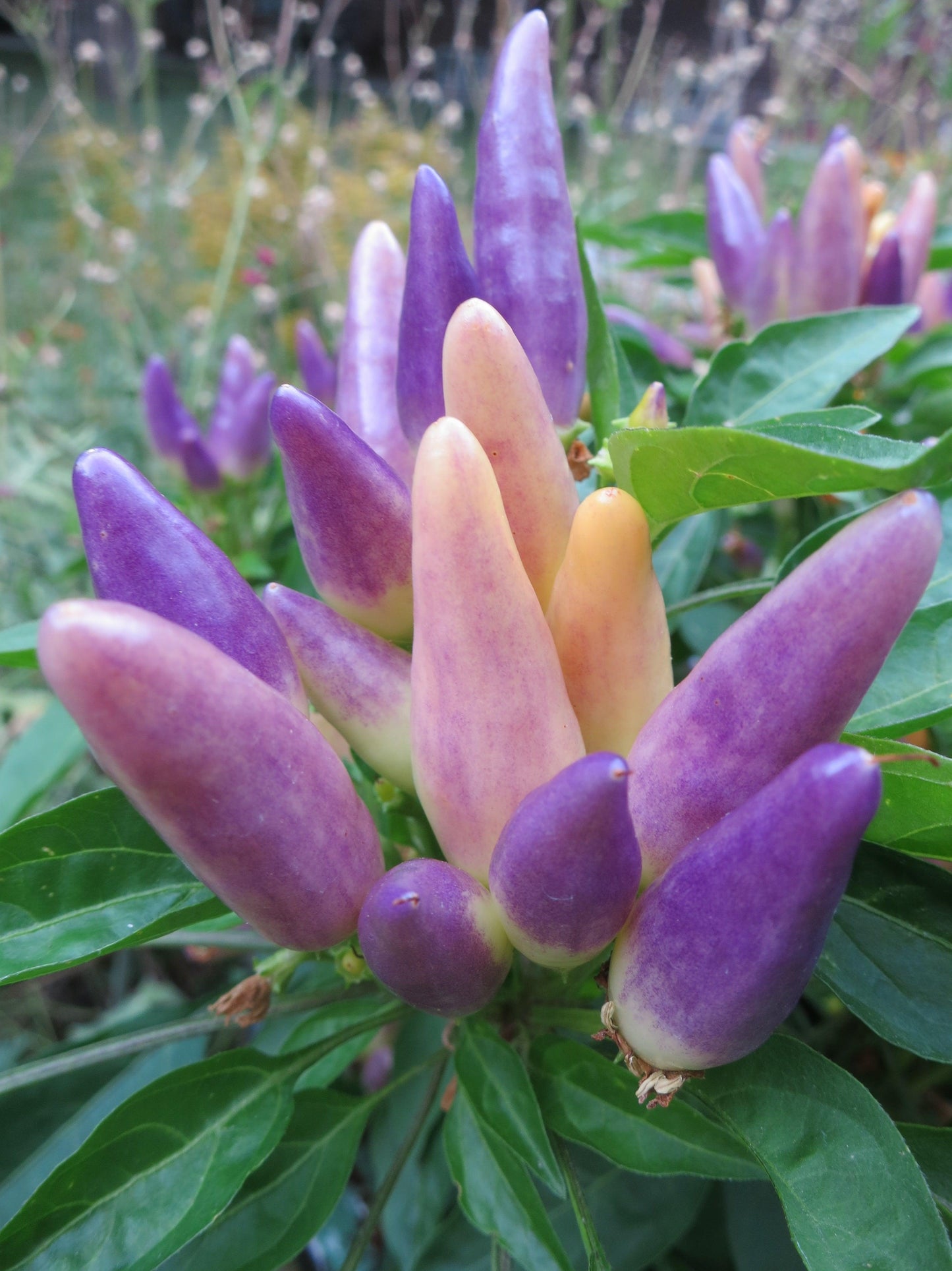Pepper, Ornamental 'salsa Purple' - View 9 from www redcrocus com