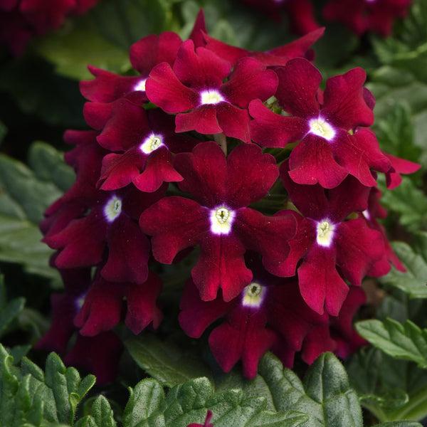 Verbena 'endurascape Red' - View 10 from www redcrocus com