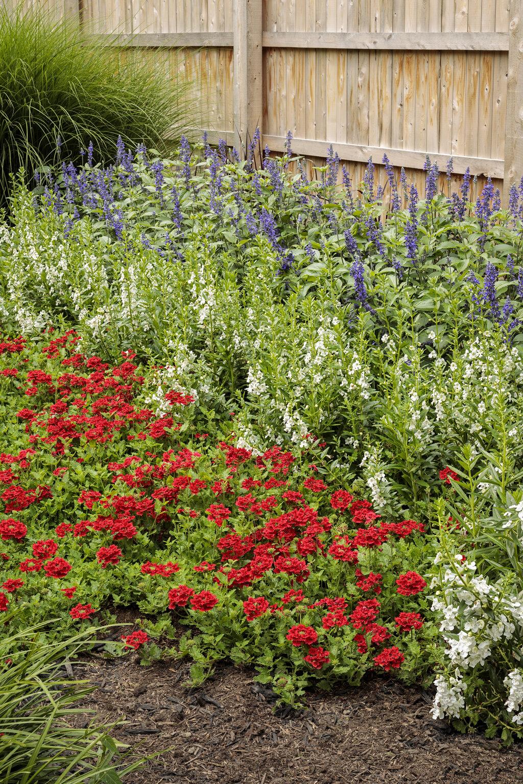 Verbena 'endurascape Red' - View 11 from www redcrocus com