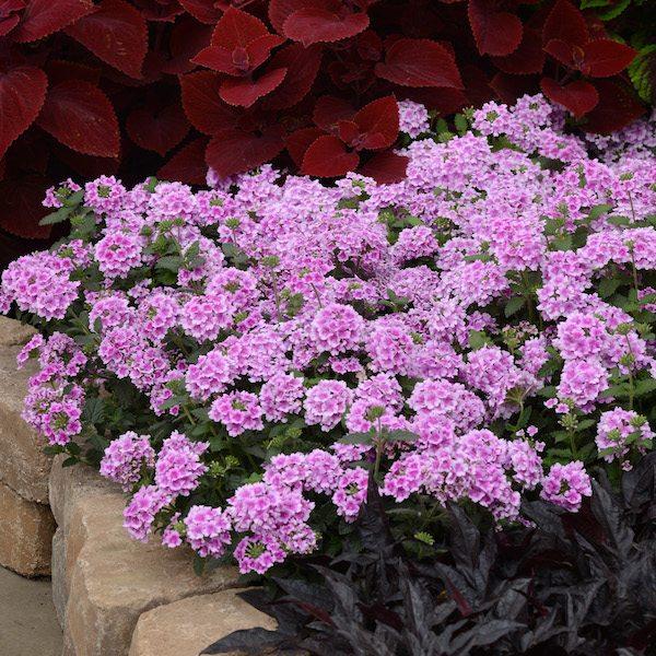 Verbena 'endurascape Red' - View 12 from www redcrocus com
