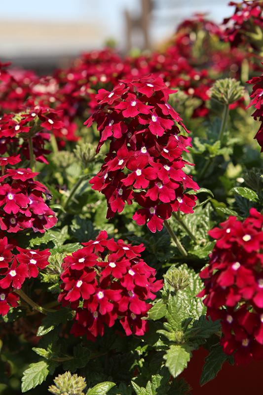 Verbena 'endurascape Red' - View 13 from www redcrocus com