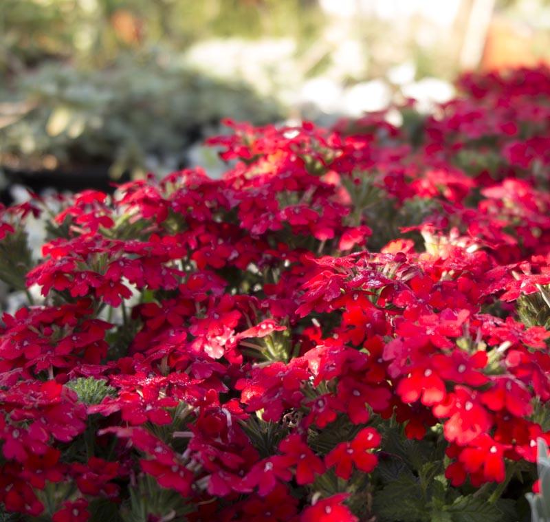 Verbena 'endurascape Red' - View 15 from www redcrocus com