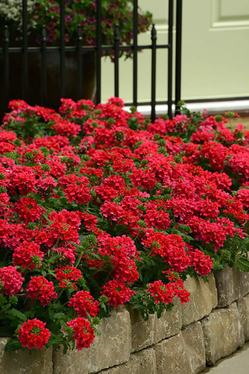 Verbena 'endurascape Red' - View 2 from www redcrocus com