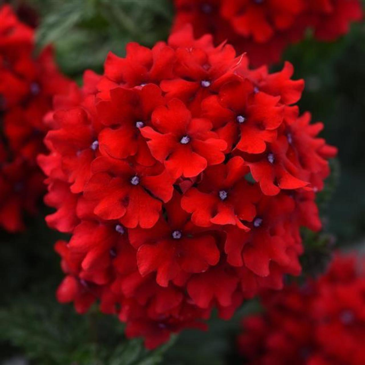 Verbena 'endurascape Red' - View 3 from www redcrocus com