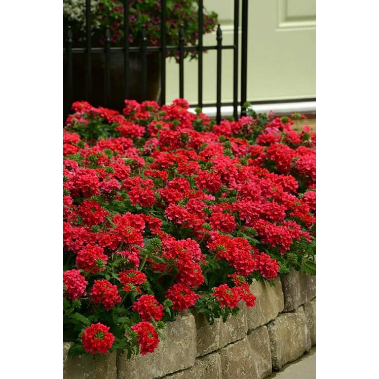 Verbena 'endurascape Red' - View 4 from www redcrocus com