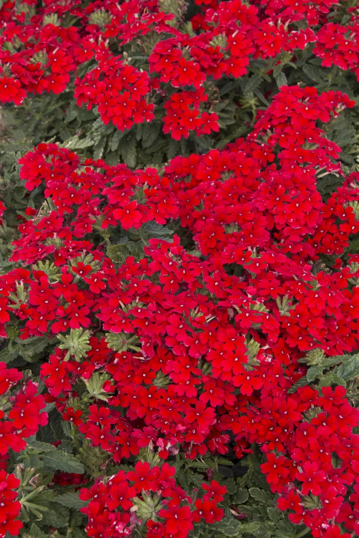 Verbena 'endurascape Red' - View 7 from www redcrocus com