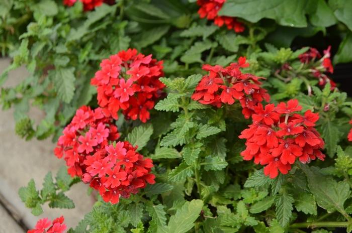 Verbena 'endurascape Red' - View 8 from www redcrocus com