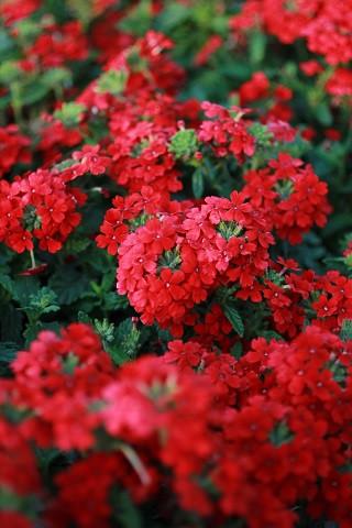 Verbena 'endurascape Red' - View 9 from www redcrocus com