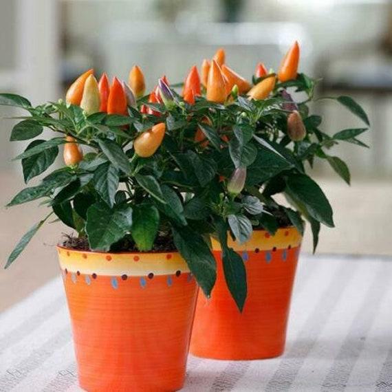 Pepper, Ornamental 'acapulco Multicolor Red' - View 11 from www redcrocus com