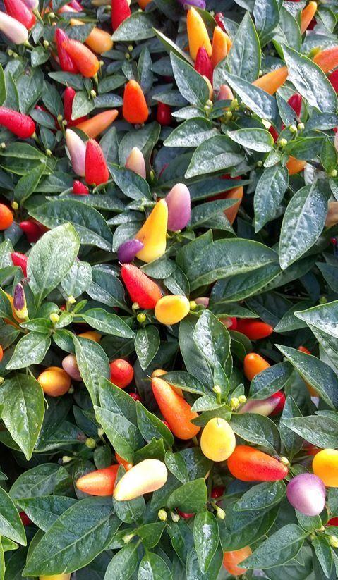 Pepper, Ornamental 'acapulco Multicolor Red' - View 12 from www redcrocus com