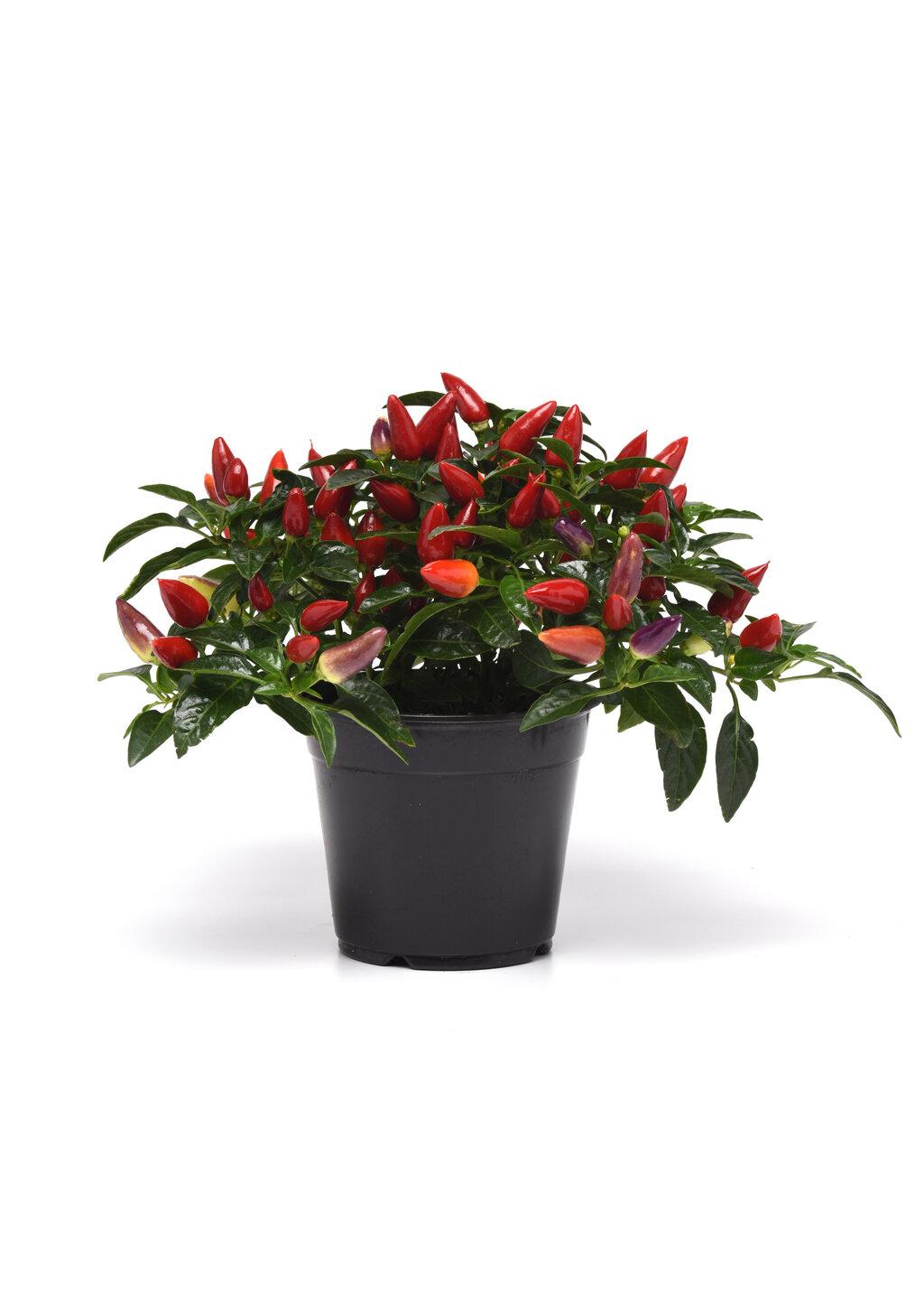 Pepper, Ornamental 'acapulco Multicolor Red' - View 2 from www redcrocus com