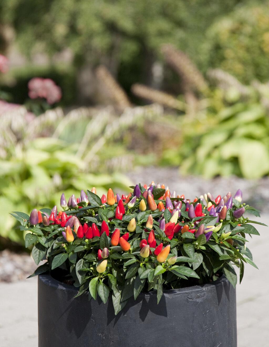 Pepper, Ornamental 'acapulco Multicolor Red' - View 3 from www redcrocus com