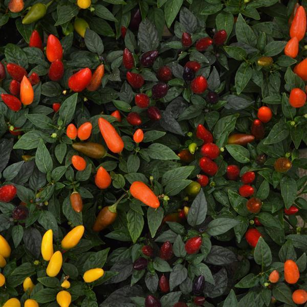Pepper, Ornamental 'acapulco Multicolor Red' - View 4 from www redcrocus com