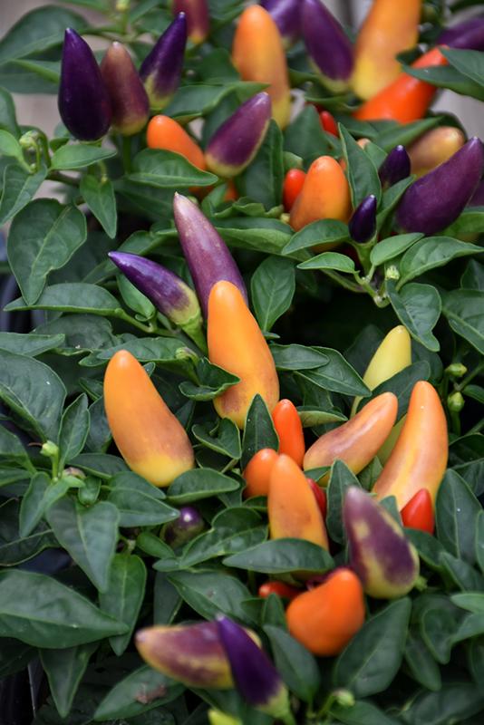 Pepper, Ornamental 'acapulco Multicolor Red' - View 5 from www redcrocus com