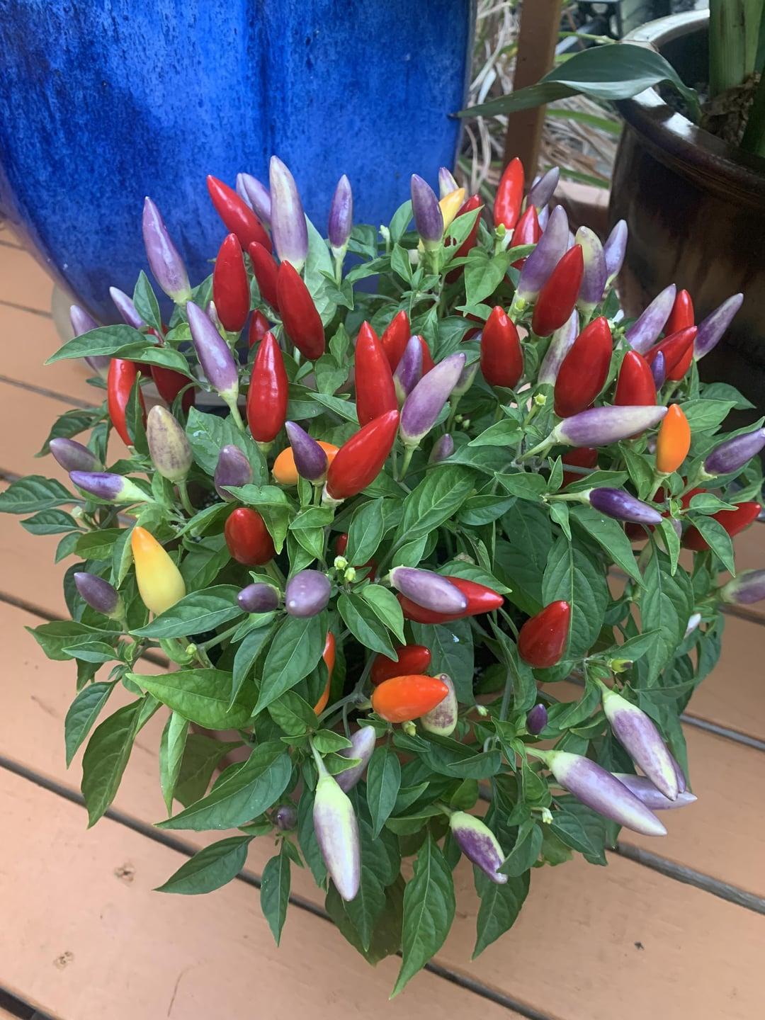 Pepper, Ornamental 'acapulco Multicolor Red' - View 6 from www redcrocus com