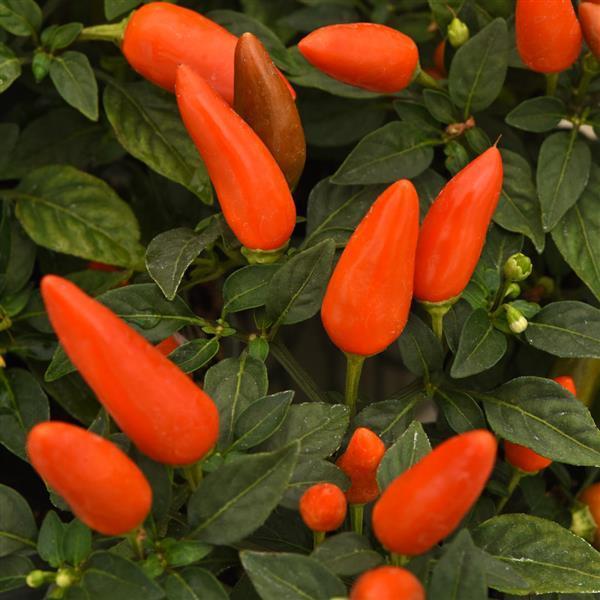 Pepper, Ornamental 'acapulco Multicolor Red' - View 7 from www redcrocus com