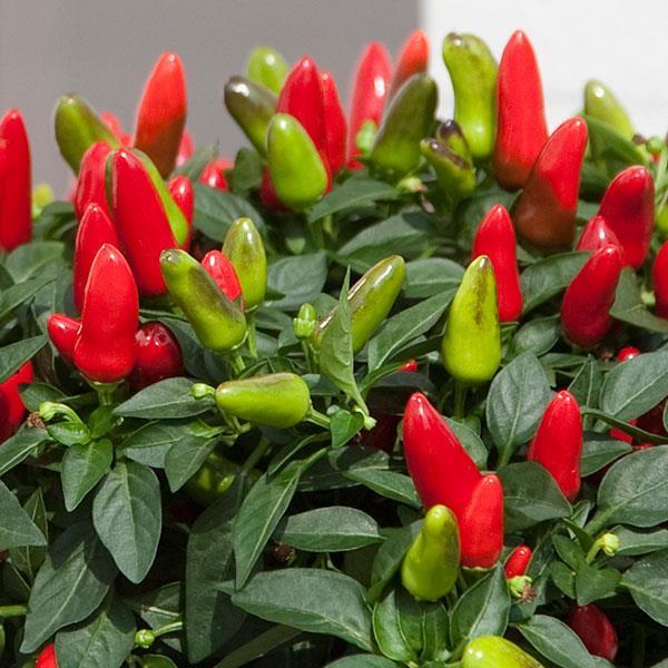 Pepper, Ornamental 'acapulco Multicolor Red' - View 8 from www redcrocus com