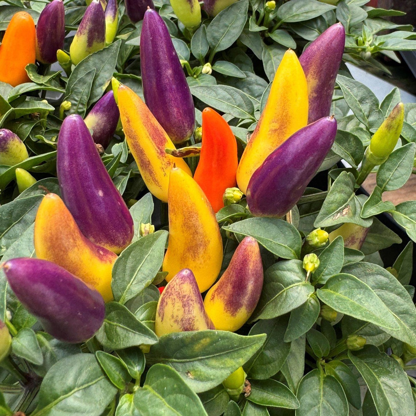 Pepper, Ornamental 'acapulco Multicolor Red' - View 9 from www redcrocus com