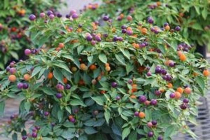 Pepper, Ornamental 'hot Pops Purple' - View 10 from www redcrocus com