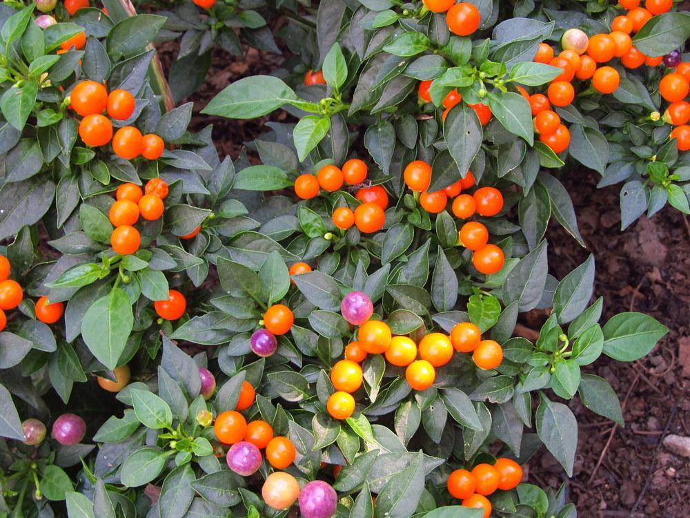Pepper, Ornamental 'hot Pops Purple' - View 11 from www redcrocus com