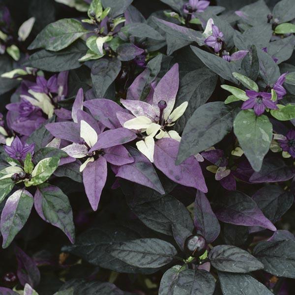 Pepper, Ornamental 'hot Pops Purple' - View 17 from www redcrocus com