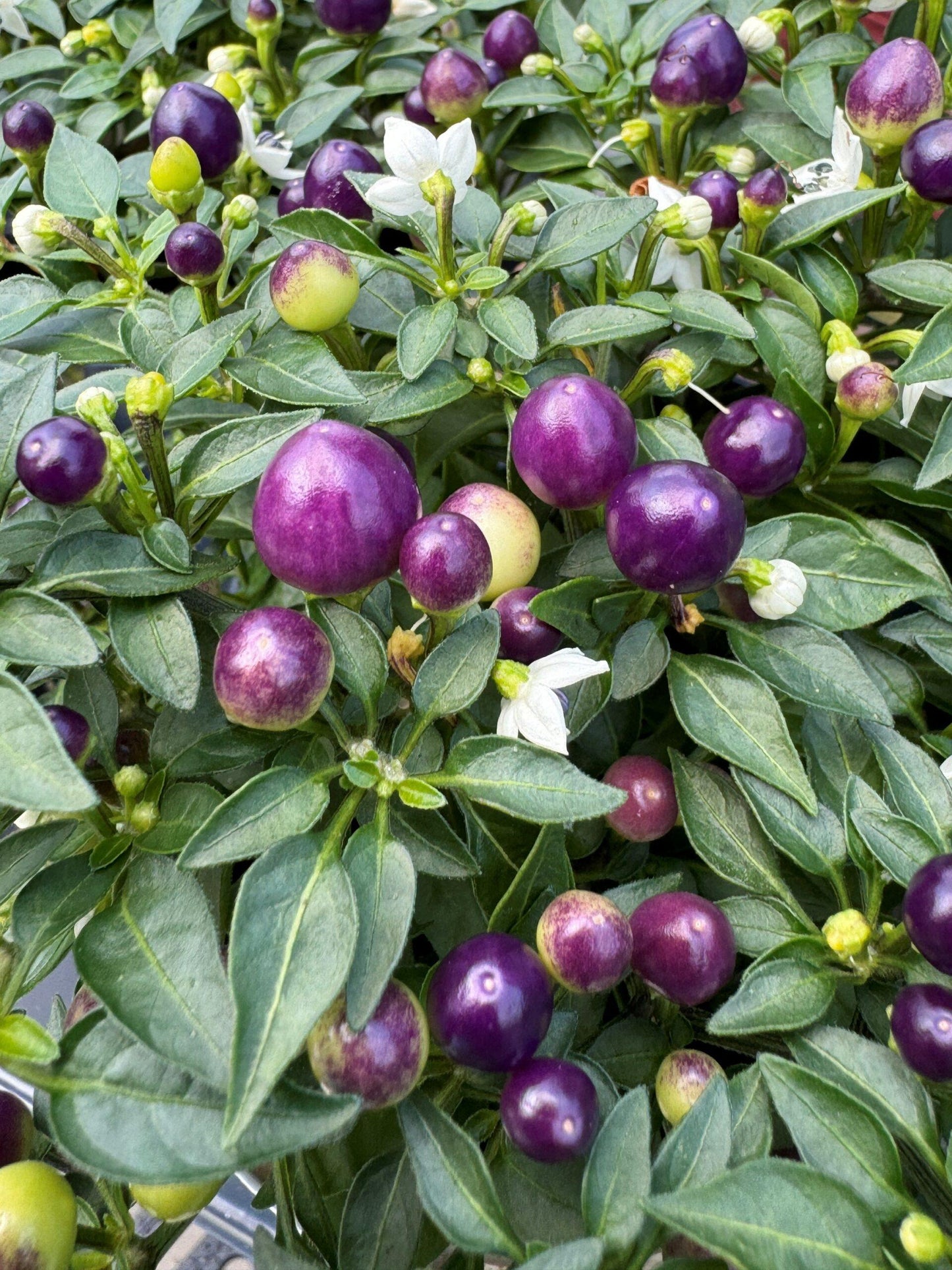 Pepper, Ornamental 'hot Pops Purple' - View 3 from www redcrocus com