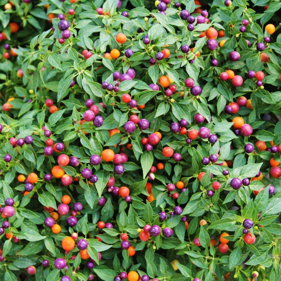 Pepper, Ornamental 'hot Pops Purple' - View 6 from www redcrocus com