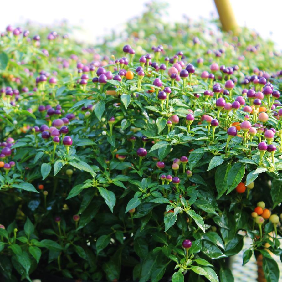 Pepper, Ornamental 'hot Pops Purple' - View 8 from www redcrocus com