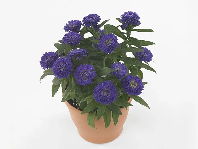 Aster Novi Belgii 'showmakers Blue Bayou' - View 15 from www redcrocus com