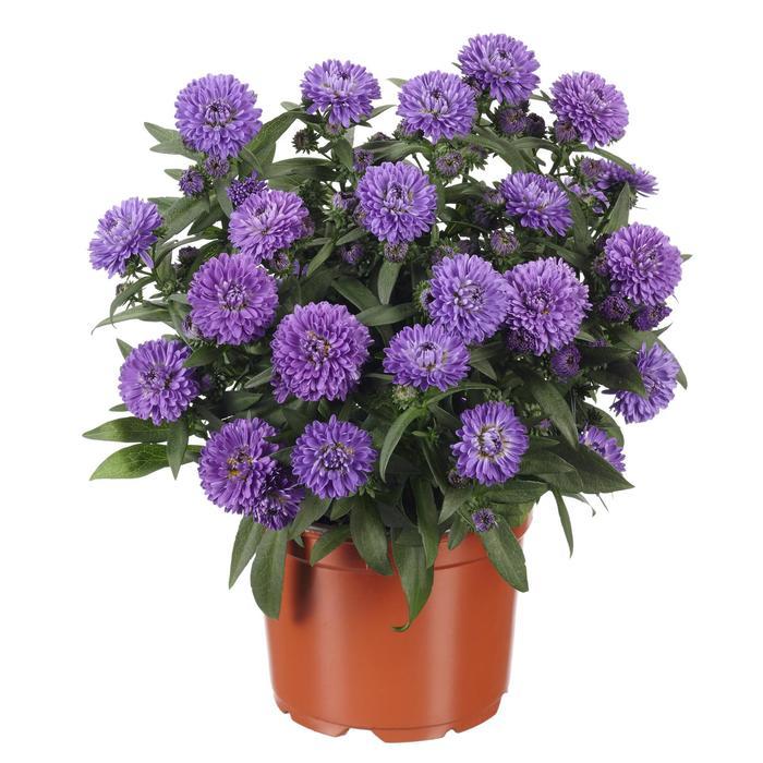 Aster Novi Belgii 'showmakers Blue Bayou' - View 16 from www redcrocus com