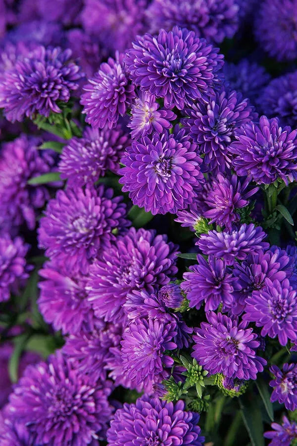Aster Novi Belgii 'showmakers Blue Bayou' - View 17 from www redcrocus com