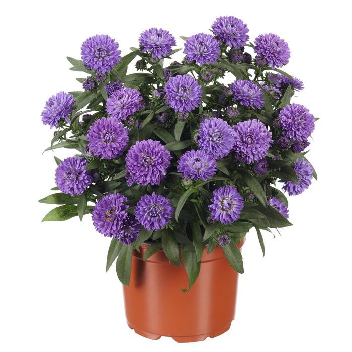 Aster Novi Belgii 'showmakers Blue Bayou' - View 20 from www redcrocus com