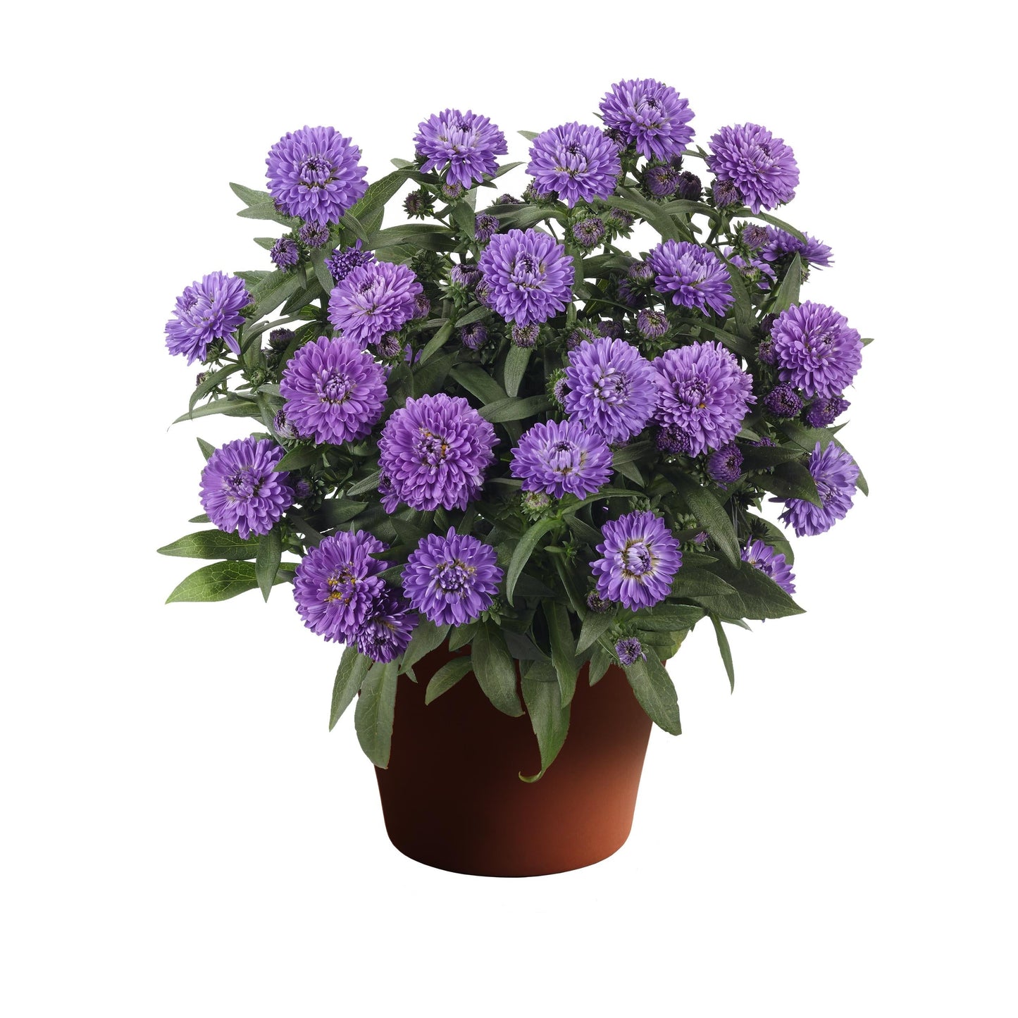 Aster Novi Belgii 'showmakers Blue Bayou' - View 27 from www redcrocus com